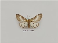 藏品(夜蛾6)的圖片